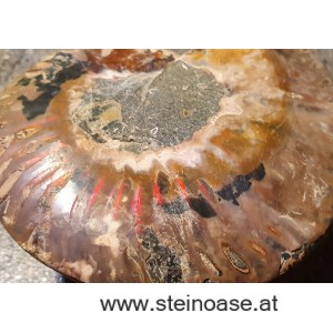 Ammonite Nr.1 - rechts